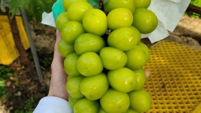 놓치면 후회! 김천 샤인머스켓 망고포도 특가 🍇🥭 후기